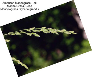 American Mannagrass, Tall Manna Grass, Reed Meadowgrass Glyceria grandis