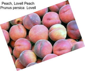 Peach, Lovell Peach Prunus persica  Lovell