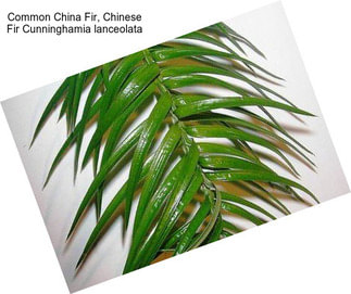 Common China Fir, Chinese Fir Cunninghamia lanceolata