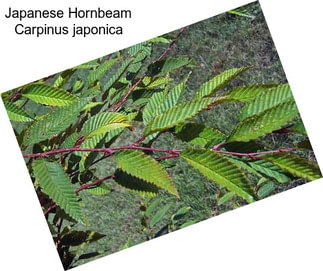 Japanese Hornbeam Carpinus japonica