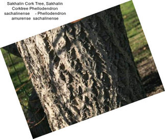 Sakhalin Cork Tree, Sakhalin Corktree Phellodendron sachalinense     - Phellodendron amurense  sachalinense