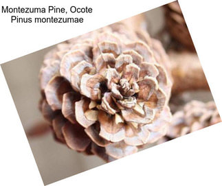 Montezuma Pine, Ocote Pinus montezumae