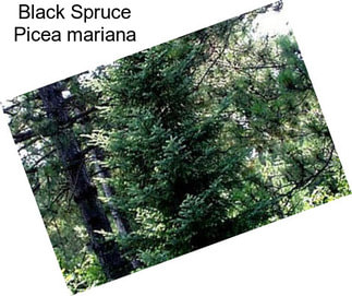 Black Spruce Picea mariana