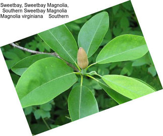 Sweetbay, Sweetbay Magnolia, Southern Sweetbay Magnolia Magnolia virginiana    Southern