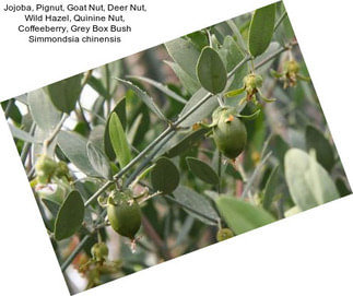 Jojoba, Pignut, Goat Nut, Deer Nut, Wild Hazel, Quinine Nut, Coffeeberry, Grey Box Bush Simmondsia chinensis