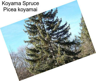 Koyama Spruce Picea koyamai