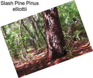 Slash Pine Pinus elliottii