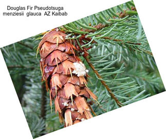 Douglas Fir Pseudotsuga menziesii  glauca  AZ Kaibab