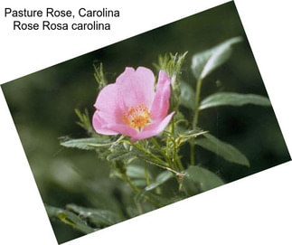 Pasture Rose, Carolina Rose Rosa carolina