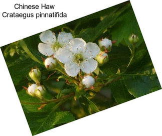 Chinese Haw Crataegus pinnatifida