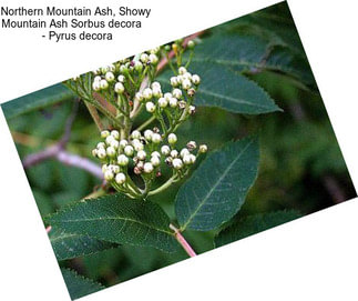 Northern Mountain Ash, Showy Mountain Ash Sorbus decora     - Pyrus decora