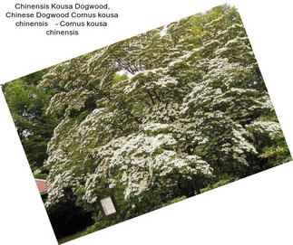 Chinensis Kousa Dogwood, Chinese Dogwood Cornus kousa chinensis    - Cornus kousa  chinensis