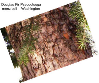 Douglas Fir Pseudotsuga menziesii    Washington