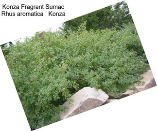 Konza Fragrant Sumac Rhus aromatica   Konza