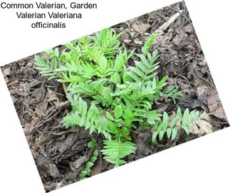 Common Valerian, Garden Valerian Valeriana officinalis