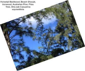 Horsetail Beefwood, Beach Sheoak, Ironwood, Australian Pine, Filao Tree, She-oak Casuarina equisetifolia