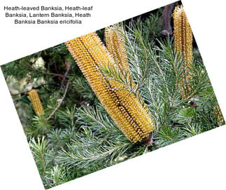 Heath-leaved Banksia, Heath-leaf Banksia, Lantern Banksia, Heath Banksia Banksia ericifolia