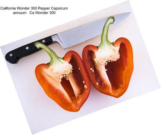 California Wonder 300 Pepper Capsicum annuum   Ca Wonder 300