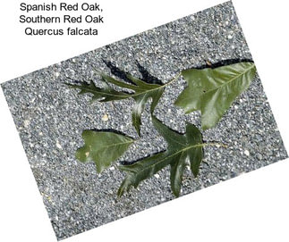 Spanish Red Oak, Southern Red Oak Quercus falcata