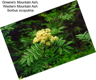 Greene\'s Mountain Ash, Western Mountain Ash Sorbus scopulina