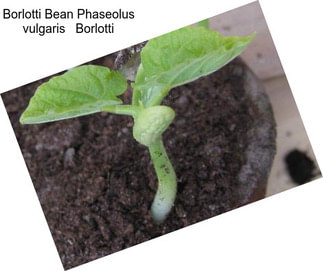 Borlotti Bean Phaseolus vulgaris   Borlotti
