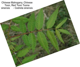 Chinese Mahogany, Chinese Toon, Red Toon Toona sinensis     - Cedrela sinensis