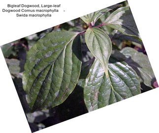 Bigleaf Dogwood, Large-leaf Dogwood Cornus macrophylla     - Swida macrophylla