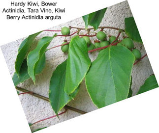 Hardy Kiwi, Bower Actinidia, Tara Vine, Kiwi Berry Actinidia arguta