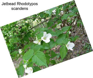 Jetbead Rhodotypos scandens