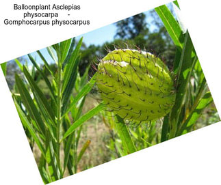 Balloonplant Asclepias physocarpa     - Gomphocarpus physocarpus