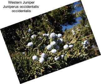 Western Juniper Juniperus occidentalis  occidentalis