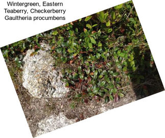 Wintergreen, Eastern Teaberry, Checkerberry Gaultheria procumbens