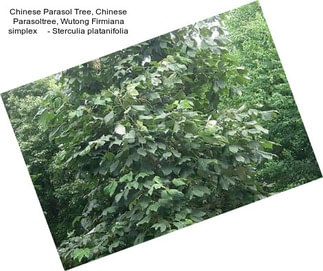 Chinese Parasol Tree, Chinese Parasoltree, Wutong Firmiana simplex     - Sterculia platanifolia