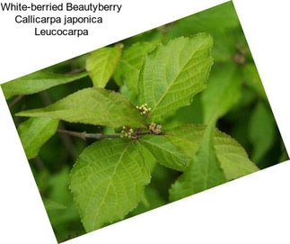 White-berried Beautyberry Callicarpa japonica   Leucocarpa