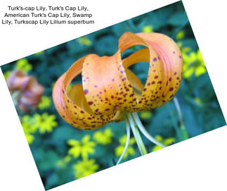 Turk\'s-cap Lily, Turk\'s Cap Lily, American Turk\'s Cap Lily, Swamp Lily, Turkscap Lily Lilium superbum