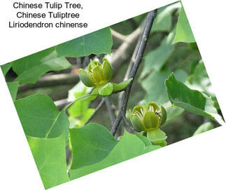 Chinese Tulip Tree, Chinese Tuliptree Liriodendron chinense