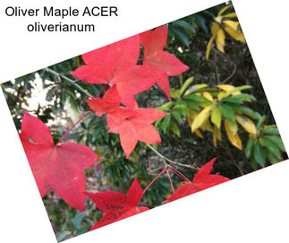 Oliver Maple ACER oliverianum