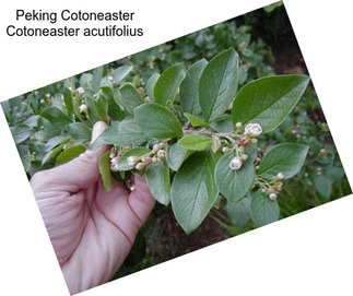 Peking Cotoneaster Cotoneaster acutifolius