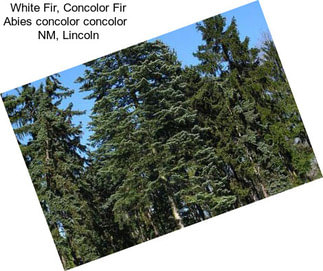 White Fir, Concolor Fir Abies concolor concolor   NM, Lincoln