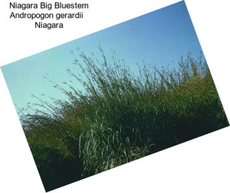 Niagara Big Bluestem Andropogon gerardii   Niagara