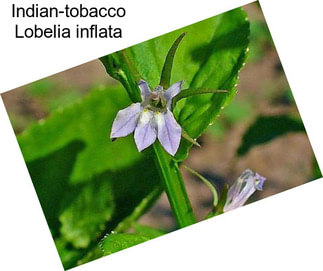 Indian-tobacco Lobelia inflata