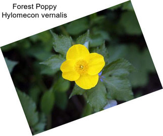 Forest Poppy Hylomecon vernalis