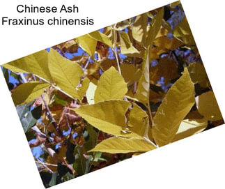 Chinese Ash Fraxinus chinensis