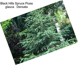 Black Hills Spruce Picea glauca   Densata