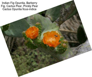 Indian Fig Opuntia, Barberry Fig, Cactus Pear, Prickly Pear Cactus Opuntia ficus-indica