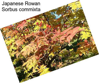 Japanese Rowan Sorbus commixta