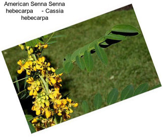 American Senna Senna hebecarpa     - Cassia hebecarpa