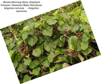 Woolly Morning Glory, Elephant Creeper, Hawaiian Baby Woodrose Argyreia nervosa     - Argyreia speciosa