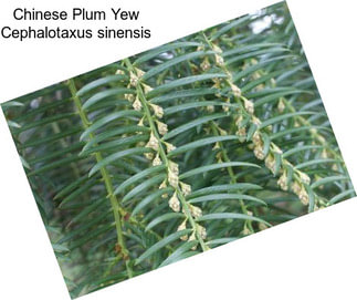 Chinese Plum Yew Cephalotaxus sinensis