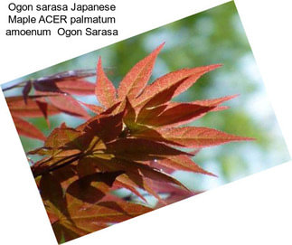 Ogon sarasa Japanese Maple ACER palmatum amoenum  Ogon Sarasa